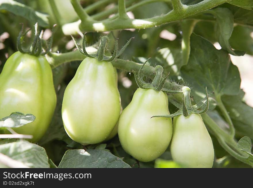 Green Roma tomatoes on a vine