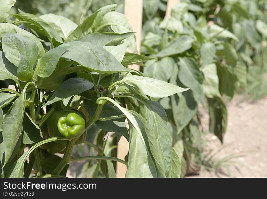 Green bell pepper plants