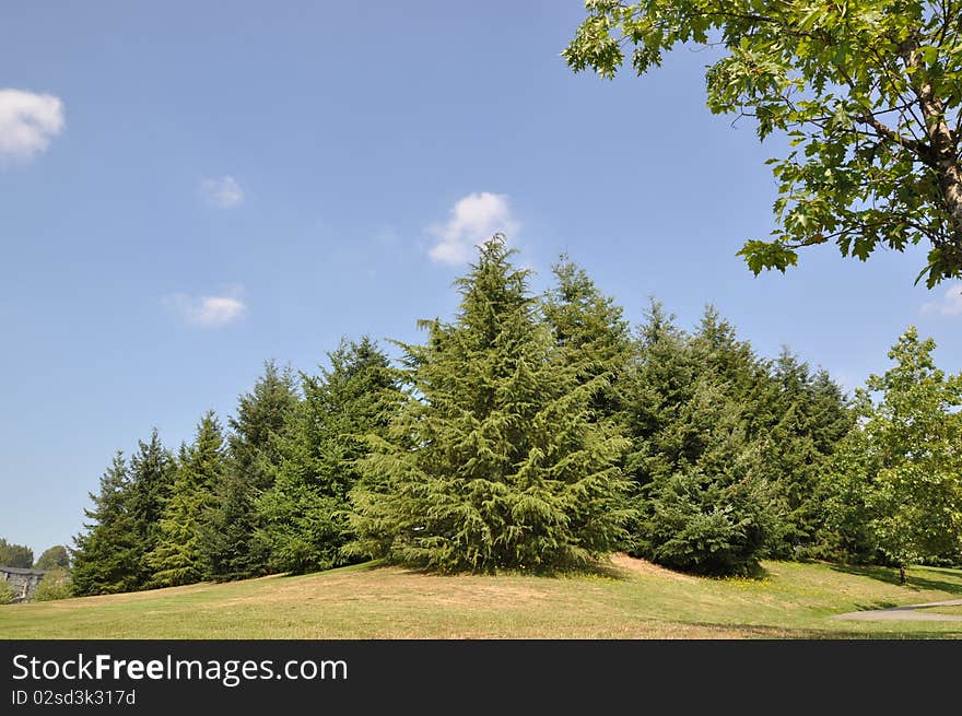 Nature park with blue sky