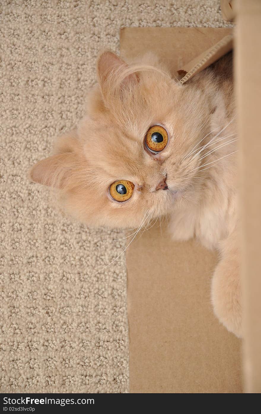 Close up orange persian cat. Close up orange persian cat