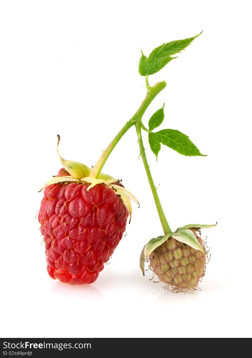 Raspberry leaves and flower isolated oon white