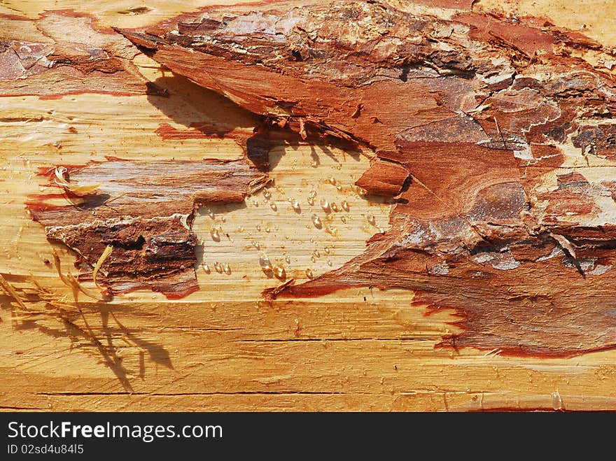 The cicle textures of tree stump. The cicle textures of tree stump