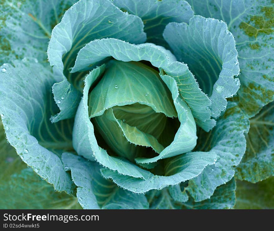 Cabbage with dew drops background