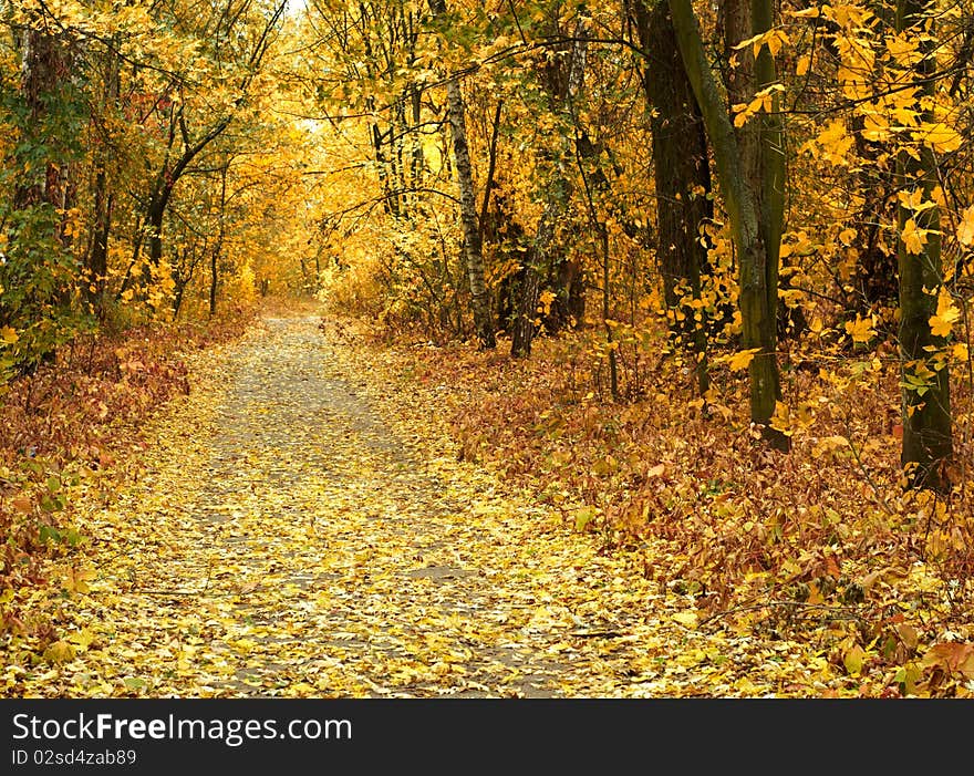 Autumn in the park background. Autumn in the park background