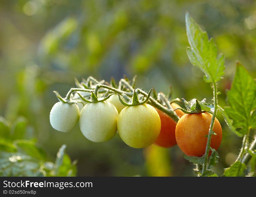 Tomatoes on branch