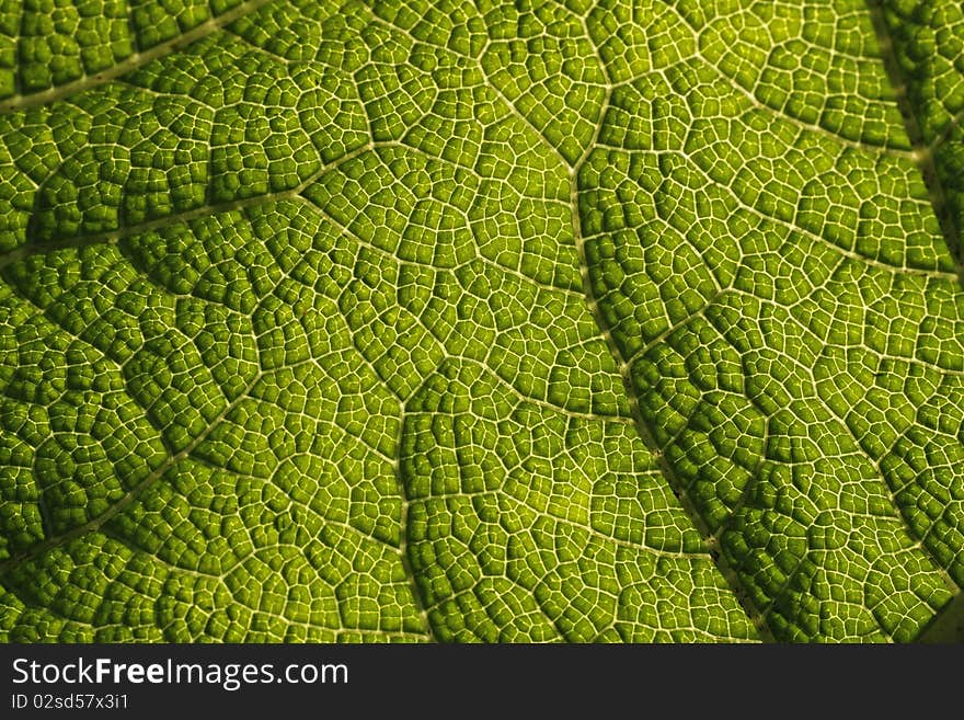 Giant rhubarb (Gunnera manicata) leaf detail of a rhubarb plant