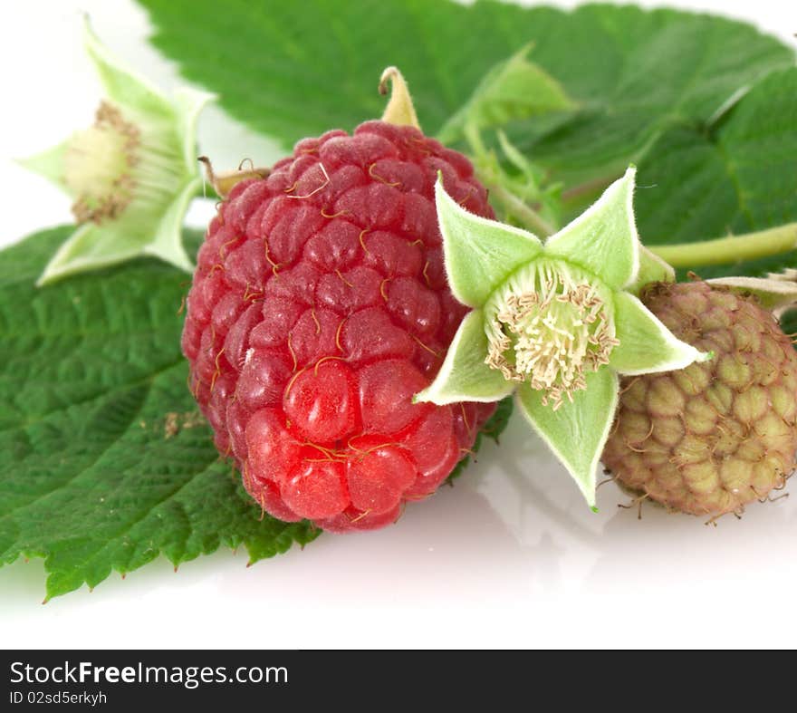 Green raspberry leaves and flower