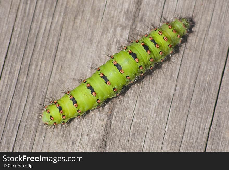 Giant green hairy caterpillar with orange spots and black stripes. Giant green hairy caterpillar with orange spots and black stripes.