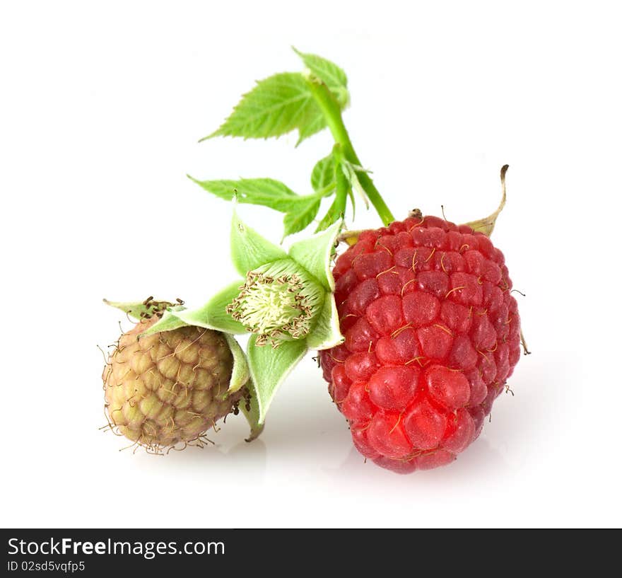 Raspberry leaves and flower isolated on white