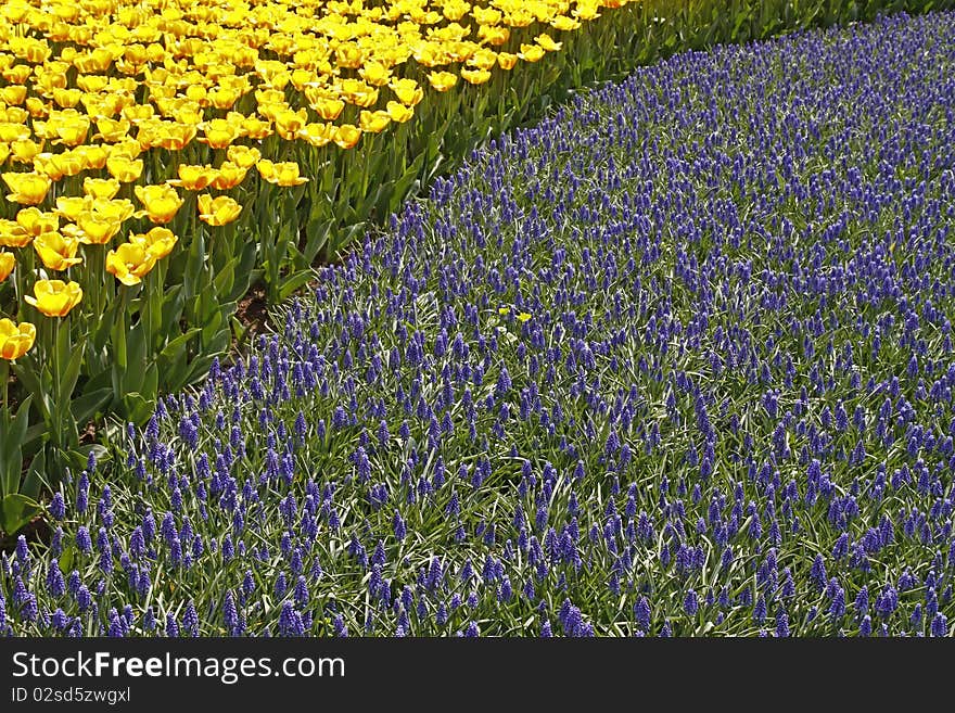 Tulips with grape hyacinths