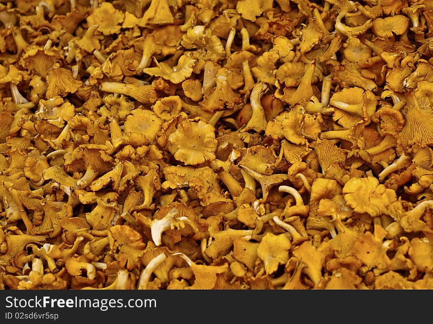 Yellow chanterelle