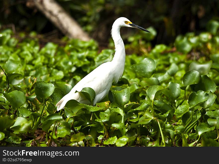 White Egret