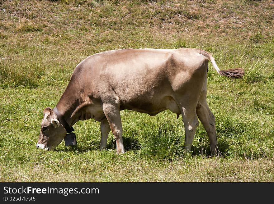 Cow