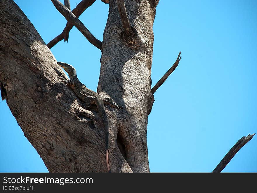 A goanna rests in a gum tree