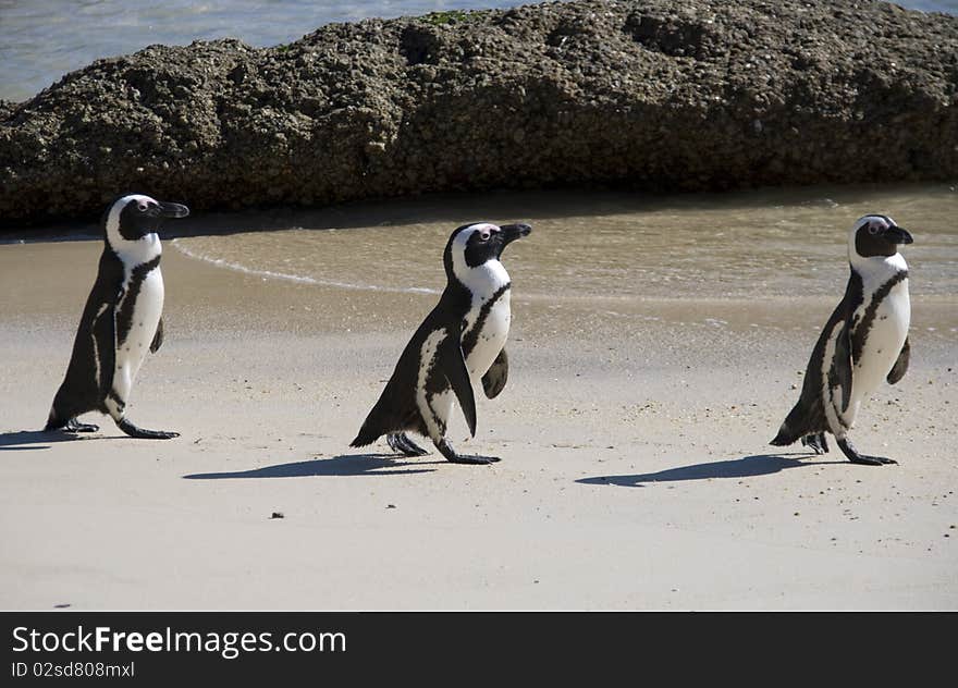 Penguins on beach