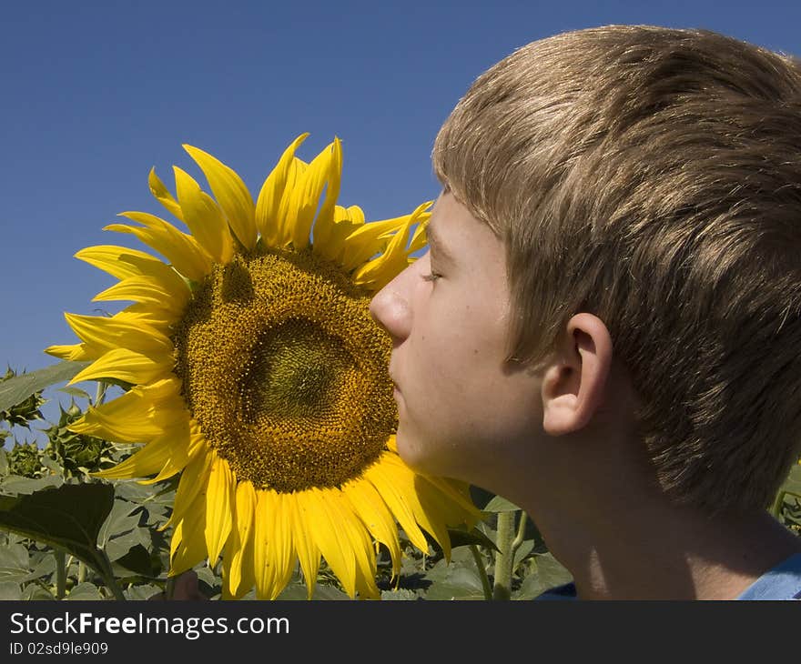 Boy and sunflower