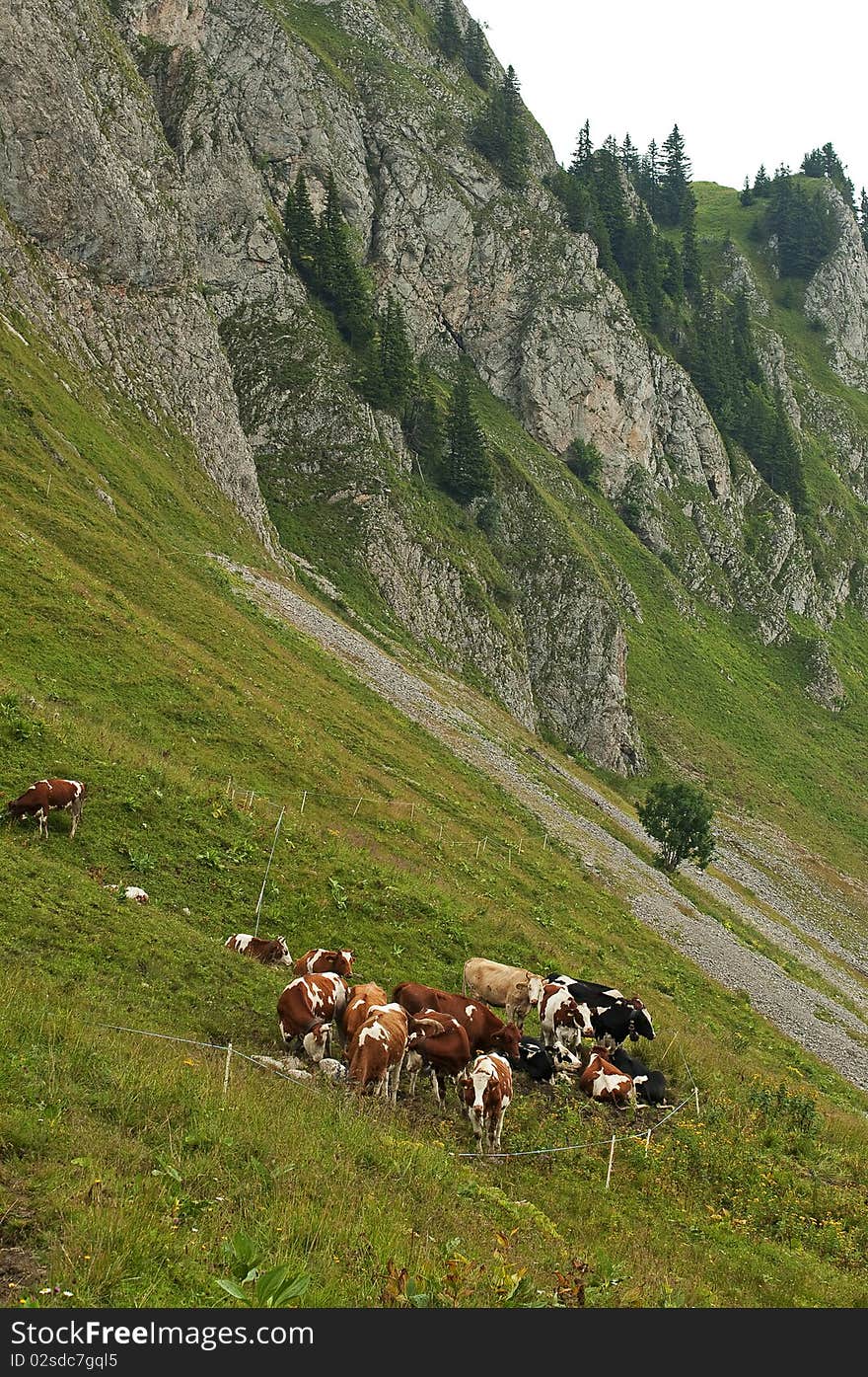 Cattle grazing in the Alpine mountains. Cattle grazing in the Alpine mountains