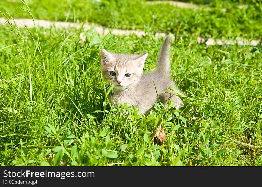 Little kitten playing on the grass close up