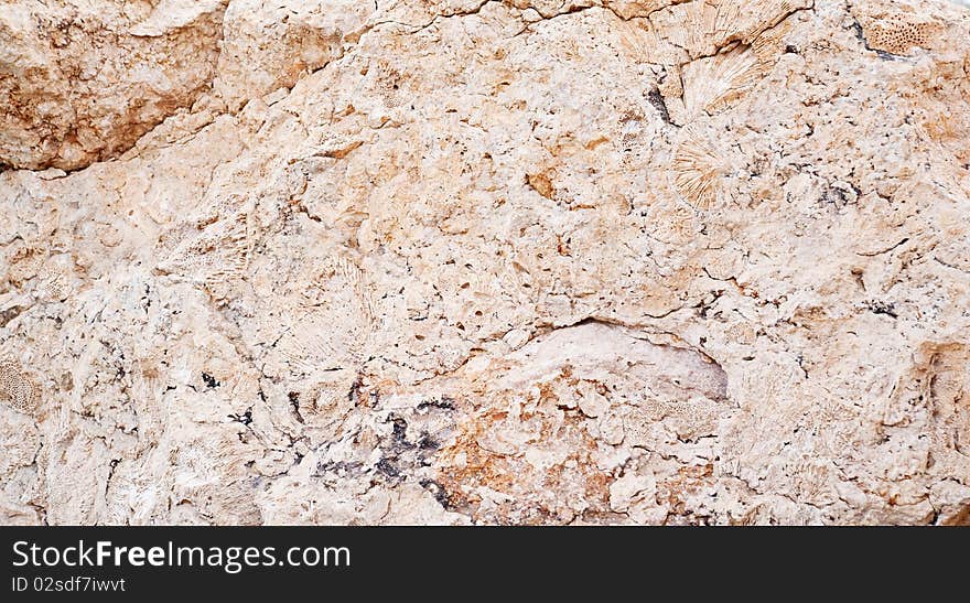 Background of the deposits of ancient molluscs. Background of the deposits of ancient molluscs