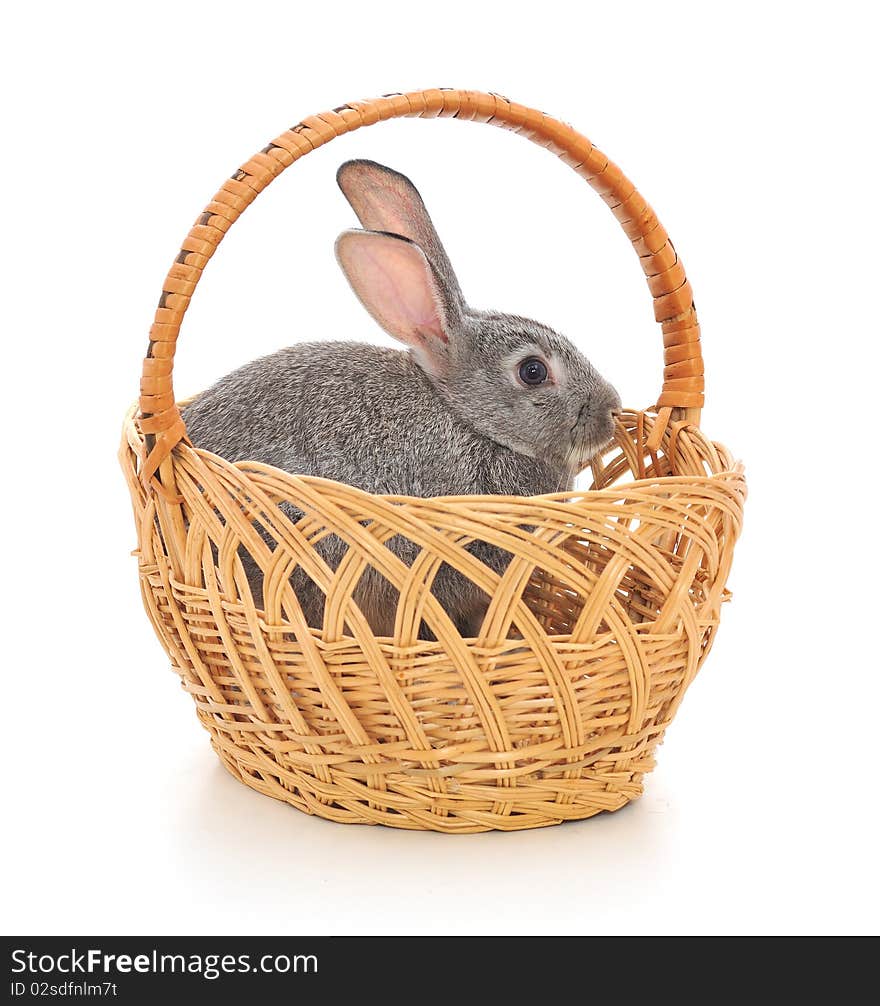 Little rabbit in a basket. Isolated on white.