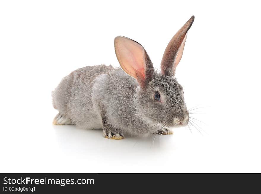 Isolated image of a gray bunny rabbit. Isolated image of a gray bunny rabbit.