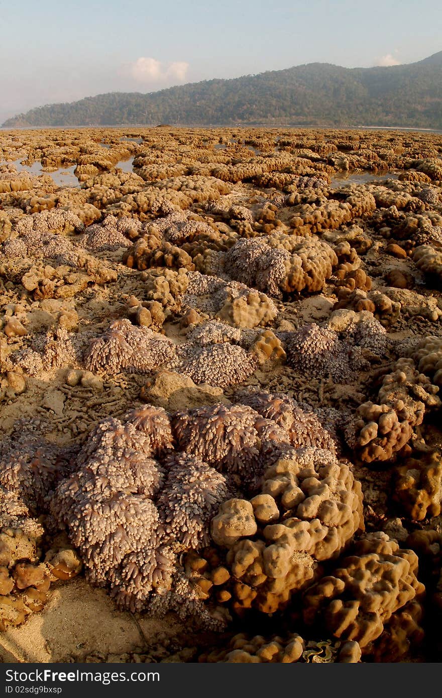 Coral in ta ru tao national park.