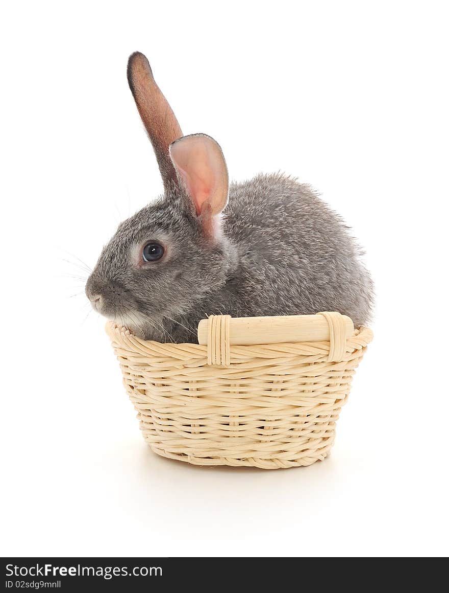 Little rabbit in a basket. Isolated on white.