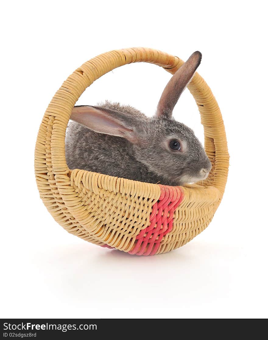 Little rabbit in a basket. Isolated on white.