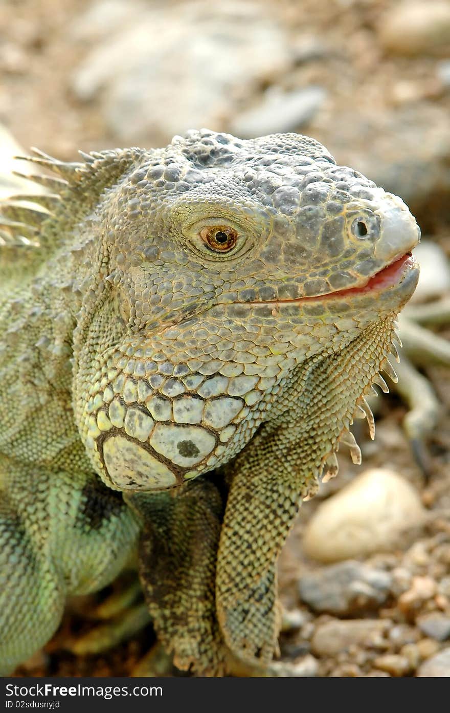 Iguana in chiang mai night safari