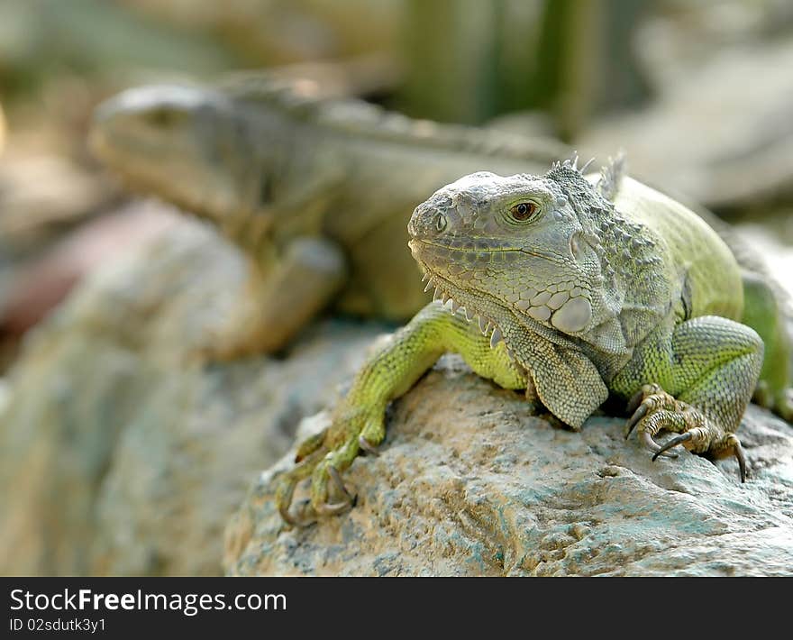 Iguana