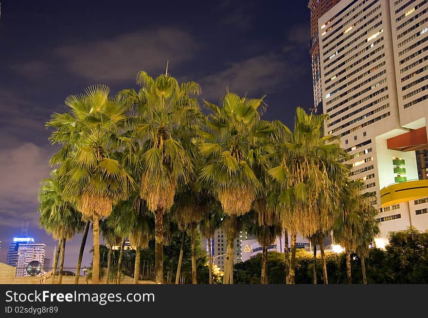 Night photo - Shenzhen city center, China. Palms tree by night, surrounded by modern buildings. Night photo - Shenzhen city center, China. Palms tree by night, surrounded by modern buildings.