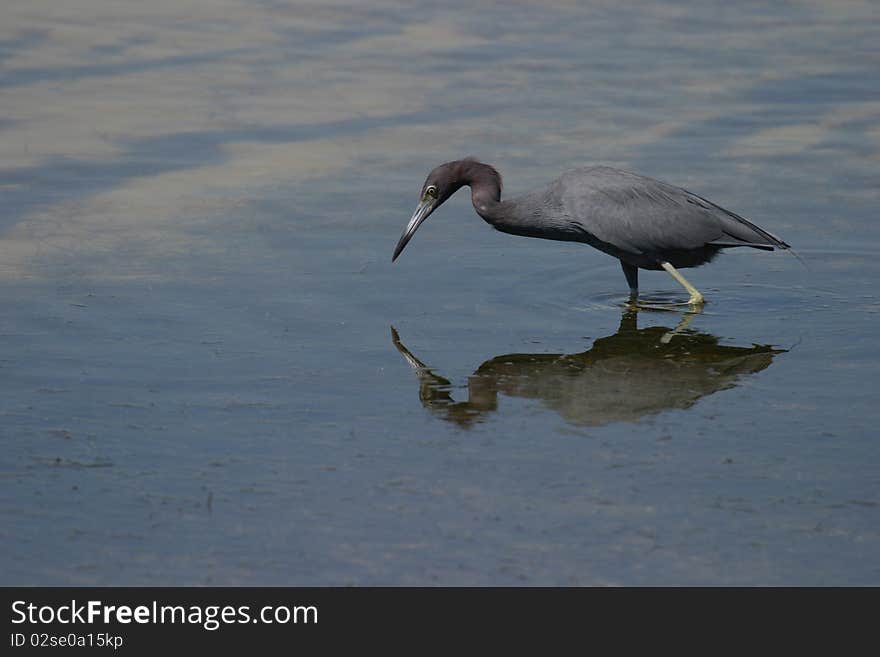 Little Blue Heron