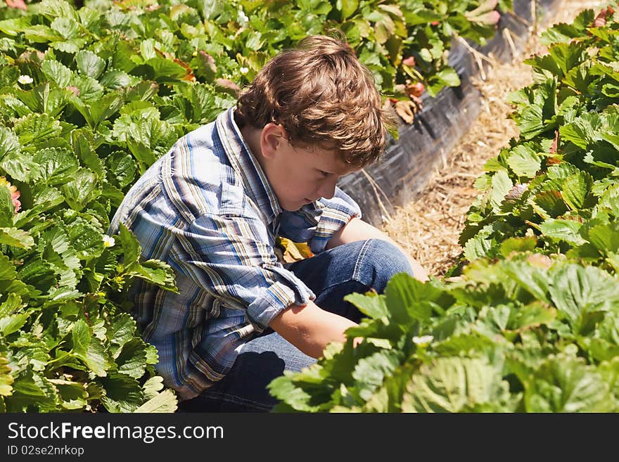 A young male picks strawberries. A young male picks strawberries