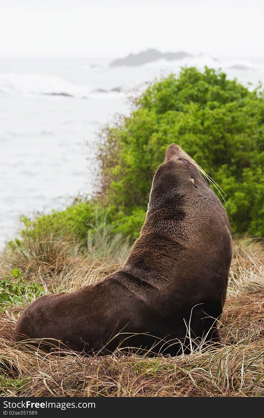 A fur seal relaxes on grass dunes at Cape Palliser, Wairarapa, New Zealand