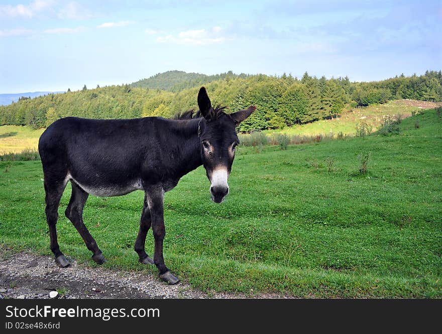 Domestic Pet - Donkey sitting near a road and watching in the camera