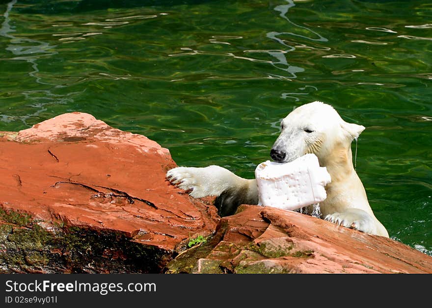 Polar bear goes ashore with prey