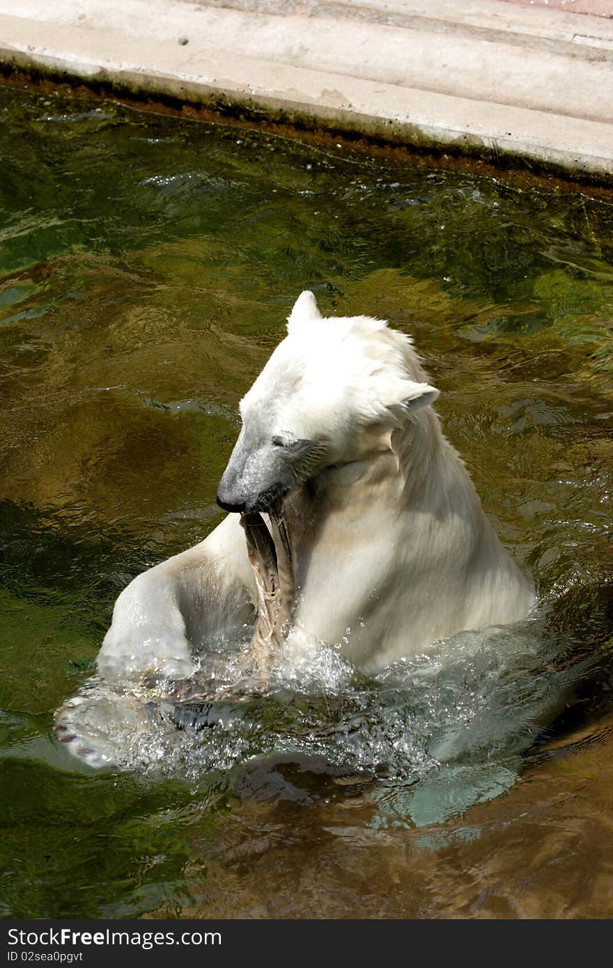 Polar bear goes ashore with prey