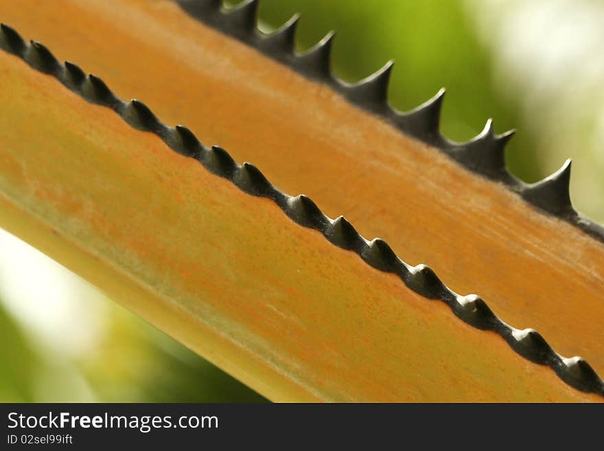 Palm Thorns, National Park in Thailand