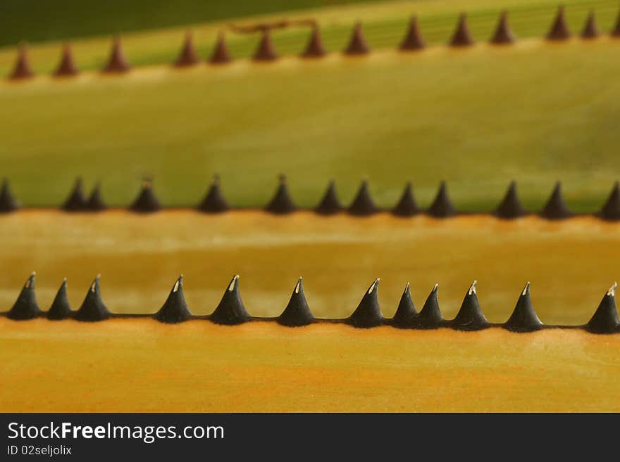 Palm Thorns, National Park in Thailand