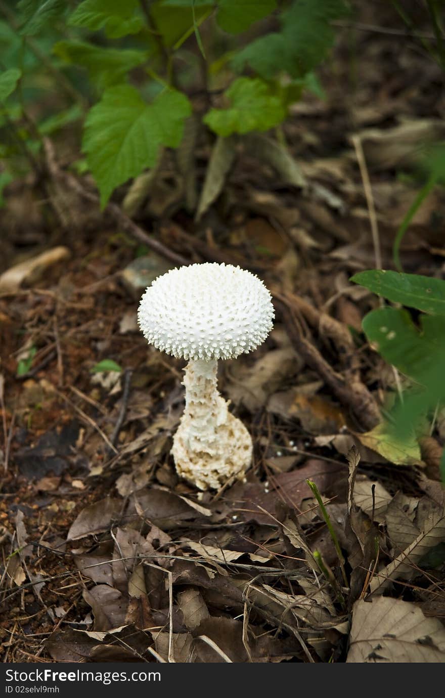 Poisonous mushroom