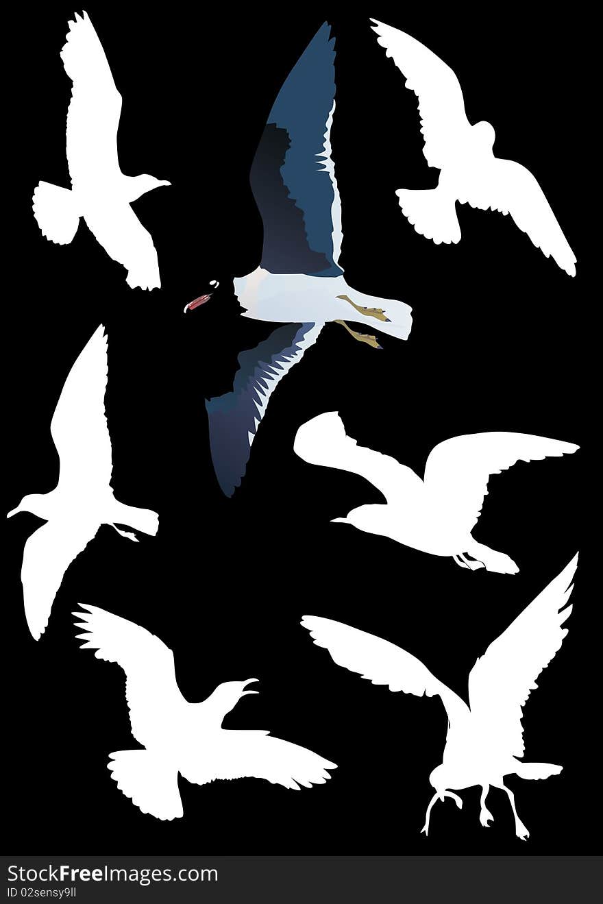 Illustration with gulls collection on black