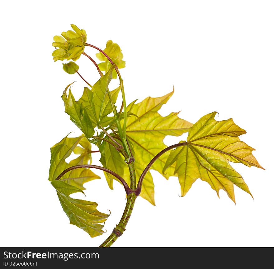 Maple branch with flowers isolated on white background. Maple branch with flowers isolated on white background