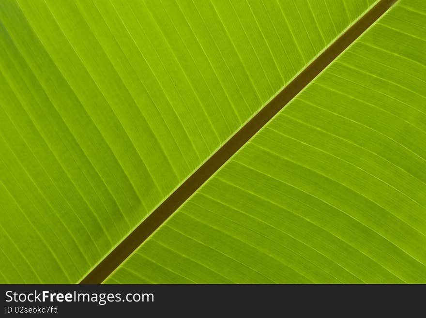 Detail of Green Banana Leaf Background