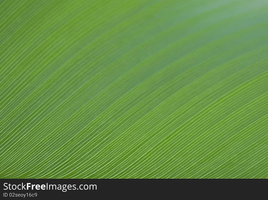 Detail of Green Banana Leaf Background