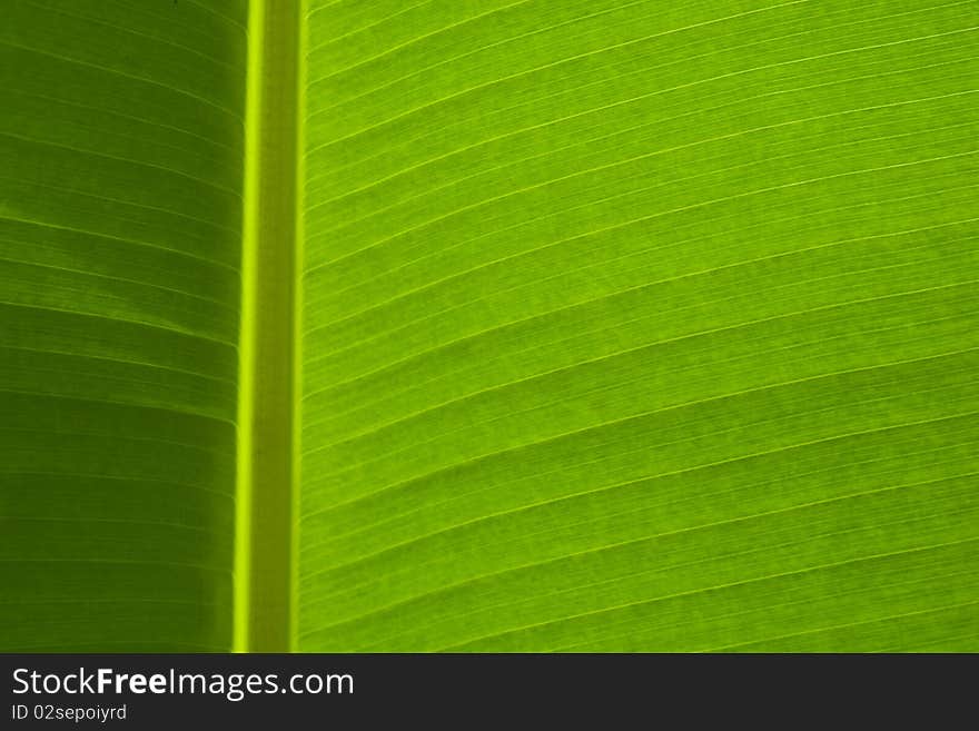 Detail of Green Banana Leaf Background