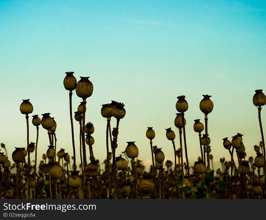 Poppyhead in the field-maturation