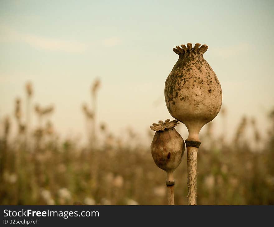 Poppyhead in the field-detail