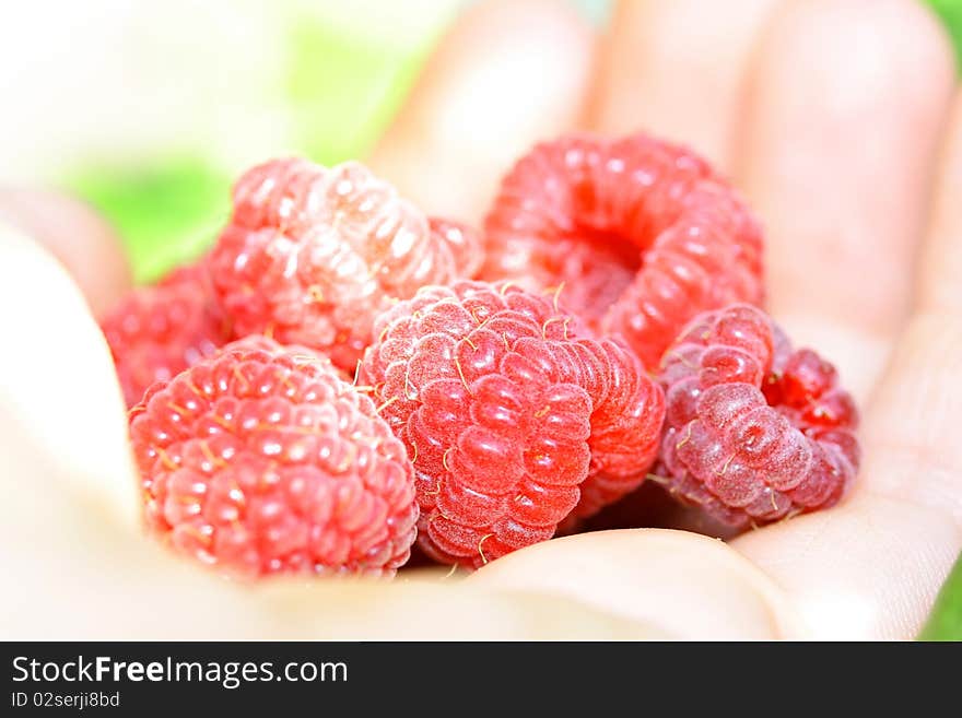 Handful of raspberries