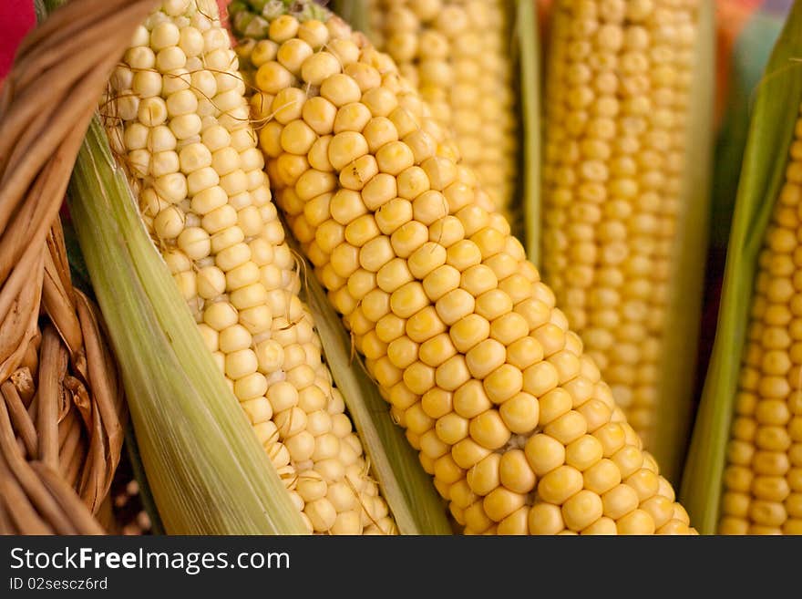 Raw corn on the cob in the basket