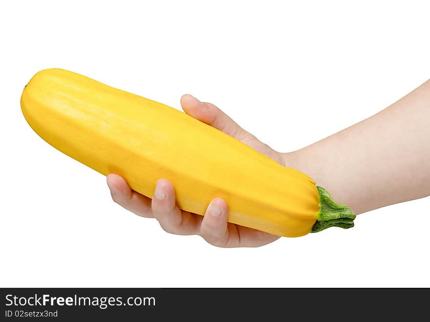 Yellow marrow (Zucchini) in human hand